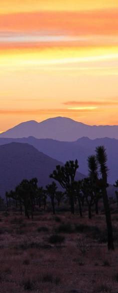 
                    
                        Joshua Tree National Park, California, USA
                    
                