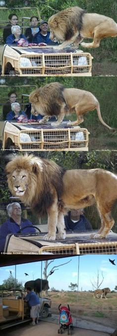 Best Lion Exhibit Design Ever