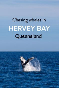 
                    
                        Visiting Australia and want to go whale watching? Hervey Bay in Queensland is one of the best places for spotting humpbacks!
                    
                