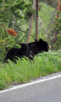 
                        
                            The highlights of the amazing Yellowstone National Park - plus our trips and tricks how to make the most of your stay -> check our blog!
                        
                    