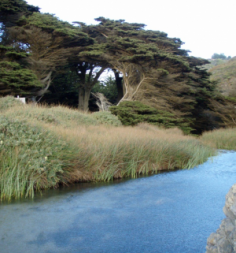 Pfeiffer Big Sur State Park