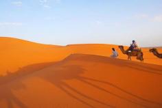 camels in desert