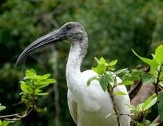 Bird Watching in Kumarakom


The Kumarakom bird sanctuary can be a bird lovers paradise. You can witness some of the rare seasonal and migrant birds here if you plan your trip well ahead.  The place can be reached by around a three-hour drive from the city of Kochi and are well connected with other cities in Kerala. You can have a combined tour of bird watching and a houseboat stay in here. 
Best time to visit- November to February
The list does not end here. There are much more things to experience in this green paradise, places to visit, things to eat,  and so much more to include in your Kerala tour packages, to have a memorable holiday. 