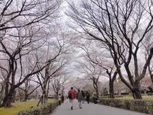 Sakura - Nijo Castle