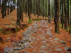 Vagamon is one of the enchanting destination best for honeymoon and relaxation trips. The lush bald hills are the centre of  attraction here. The travelling  to Vagamon itself is an experience. There are lots of Enticing Kerala Tour Packages with Price affordable are available.