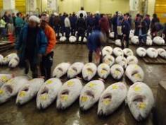 Tsukiji Fish Market