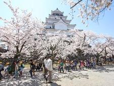 Cherry Blossom Reports 2017