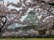 Cherry Blossom Reports 2017