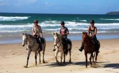 Cape Tribulation Horse Rides