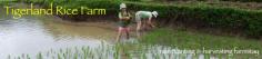 Tigerland Rice Farm - eco-vacation in rice planting and harvesting, the Karen hill tribe way