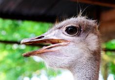 Desaru Ostrich Farm, Johor, Malaysia