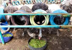 Desaru Ostrich Farm, Johor, Malaysia