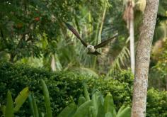 Dine & Shop | Bali Bird Park