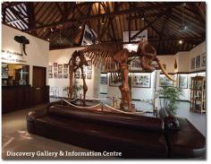 elephant gallery