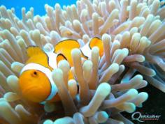 Great Barrier Reef Marine Life