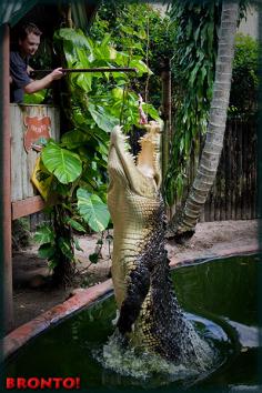 Marineland Melanesia Our Crocs