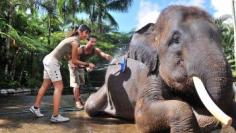 Bathe & Breakfast with the Elephants