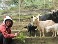 餵飼小山羊