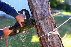 Tree removals Melbourne