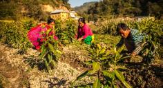 Herb Nepal - Organic Farm