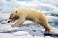 Prince Leopold Island - Polar Bears