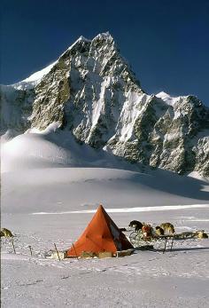 Antarctic husky