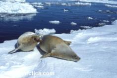 Free Use Pictures of Antarctica