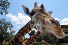 Giraffe Ranch Farm Tours – Photo Gallery