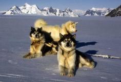 Antarctic husky