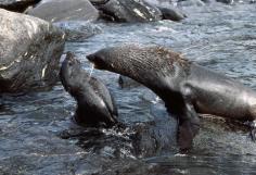 Weddell seal