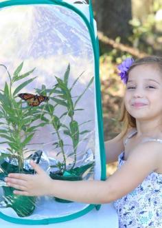 Butterfly Metamorphosis Kits