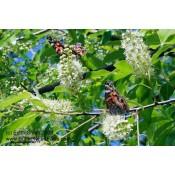 Black Cherry Tree (Prunus serotina)