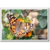 Painted Lady Butterfly - Vanessa cardui