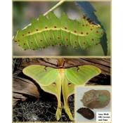 Luna Moth Metamorphosis Kit