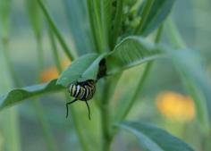 Butterfly Host and Nectar Plants