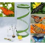 Build Your Own Butterfly Chrysalis Emerging Kit -B