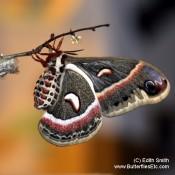 Cecropia Moth - Hyalophora cecropia