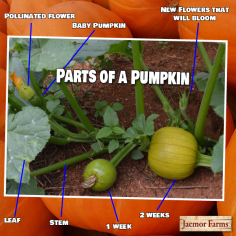 Georgia Pumpkin Patch | Jaemor Farms