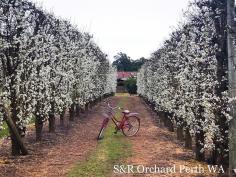 S&R Orchard Summer Fruits Picking Festival Perth