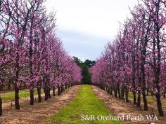 S&R Orchard Summer Fruits Picking Festival Perth