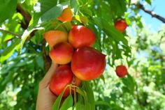 S&R Orchard Summer Fruits Picking Festival Perth