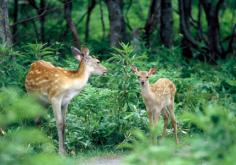 Magnificent Wilderness | About Hokkaido