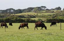 Bimbadeen Phillip Island