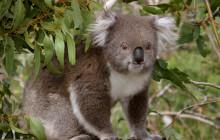 Koala Conservation Centre