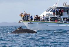 Wildlife Coast Cruises | Phillip Island