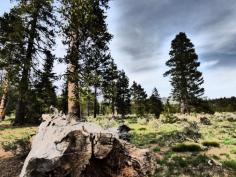 Boondocking Around Flagstaff Arizona During the Summer