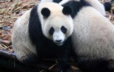 Chengdu Panda Breeding and Research Center Pictures, TravelChinaGuide.com