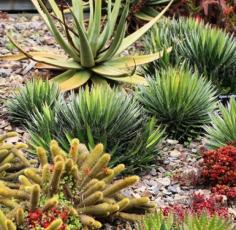 Cactii at Guilfoyle's Volcano