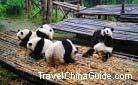 Chengdu Panda Breeding and Research Center Pictures, TravelChinaGuide.com