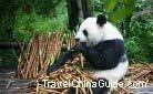 Chengdu Panda Breeding and Research Center Pictures, TravelChinaGuide.com